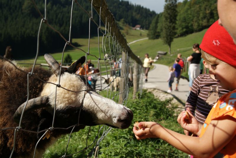 Wanderung zur Hochsteinalm 2011